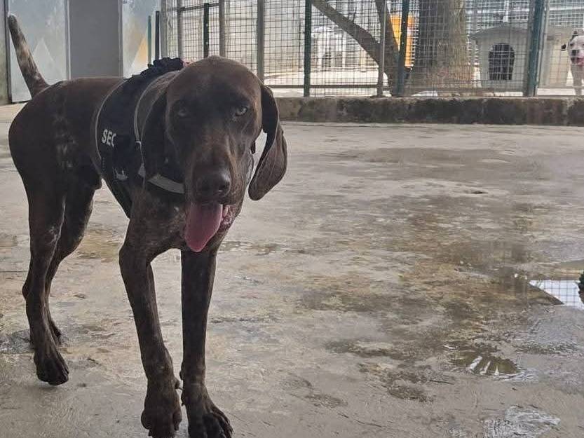 Adotta un cane, maschio, 8 mesi, Taranto