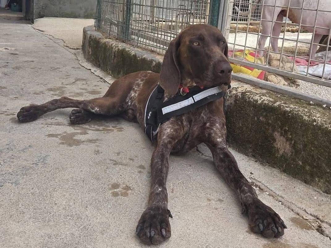 Adozione cane, maschio, Bracco Razza sconosciuta, 8 mesi, taglia media, Taranto