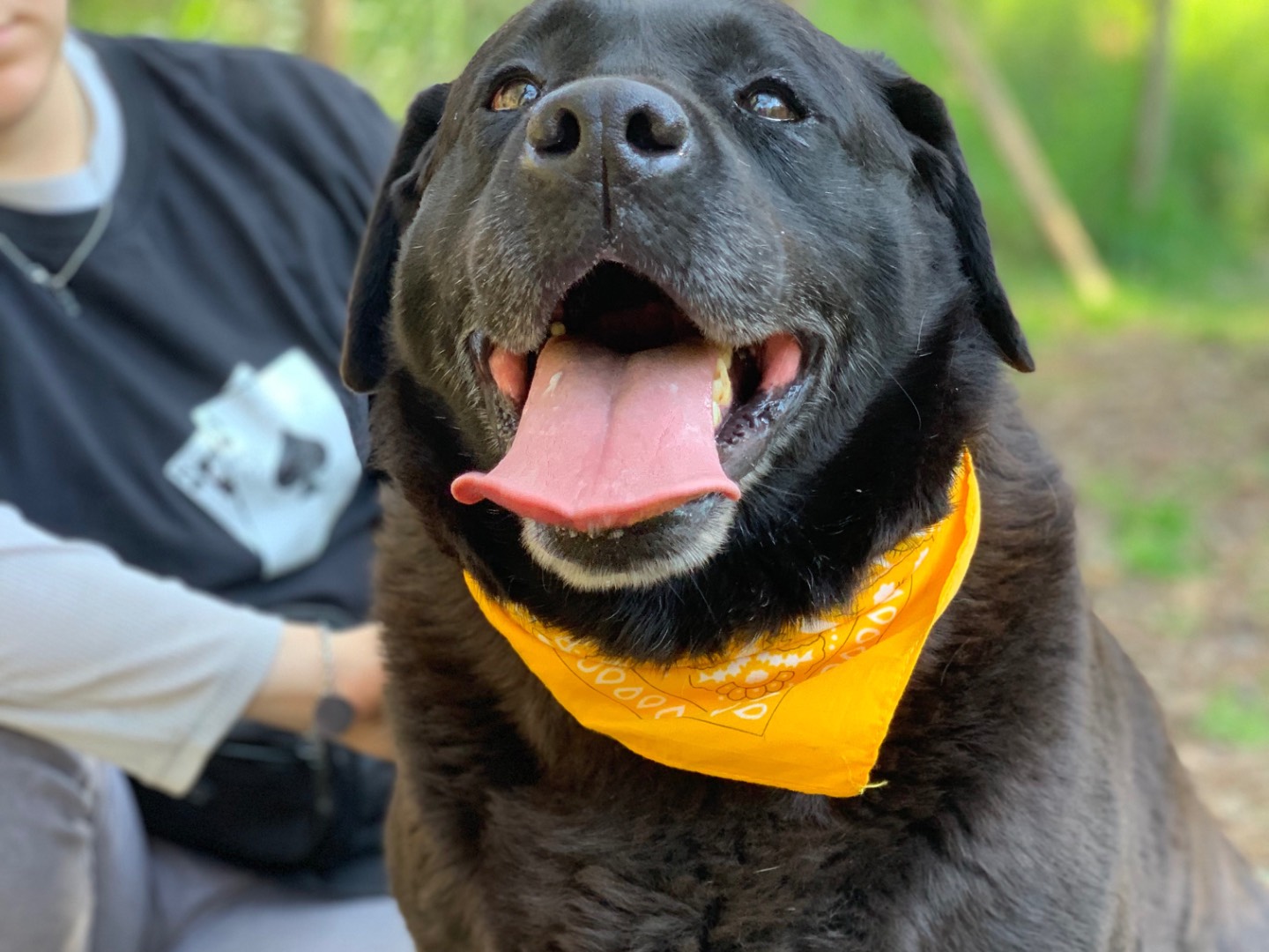 Adotta un cane, taglia grande, maschio, Latina