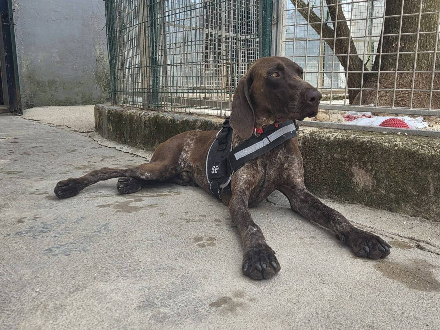 Adotta un cane, taglia media, maschio, Taranto