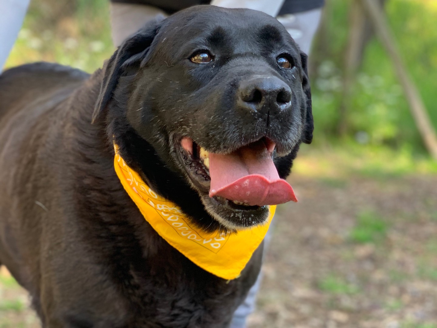 Adotta il cane Axel a Latina