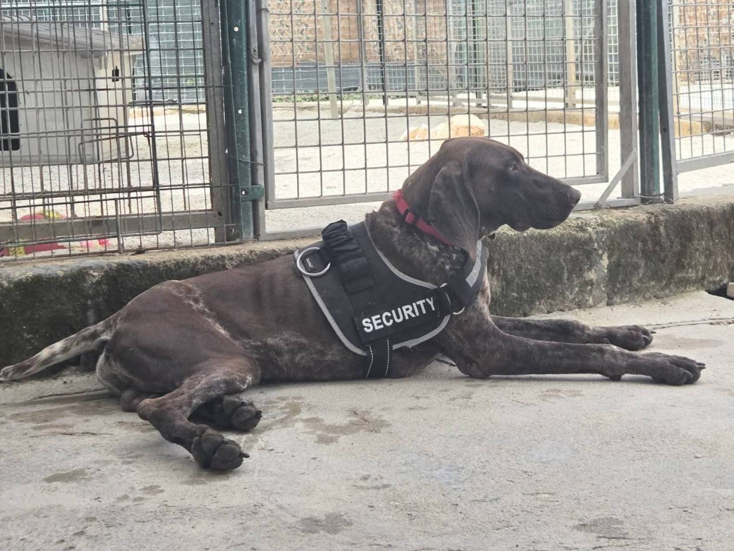 Vuoi adottare un cane a Taranto?