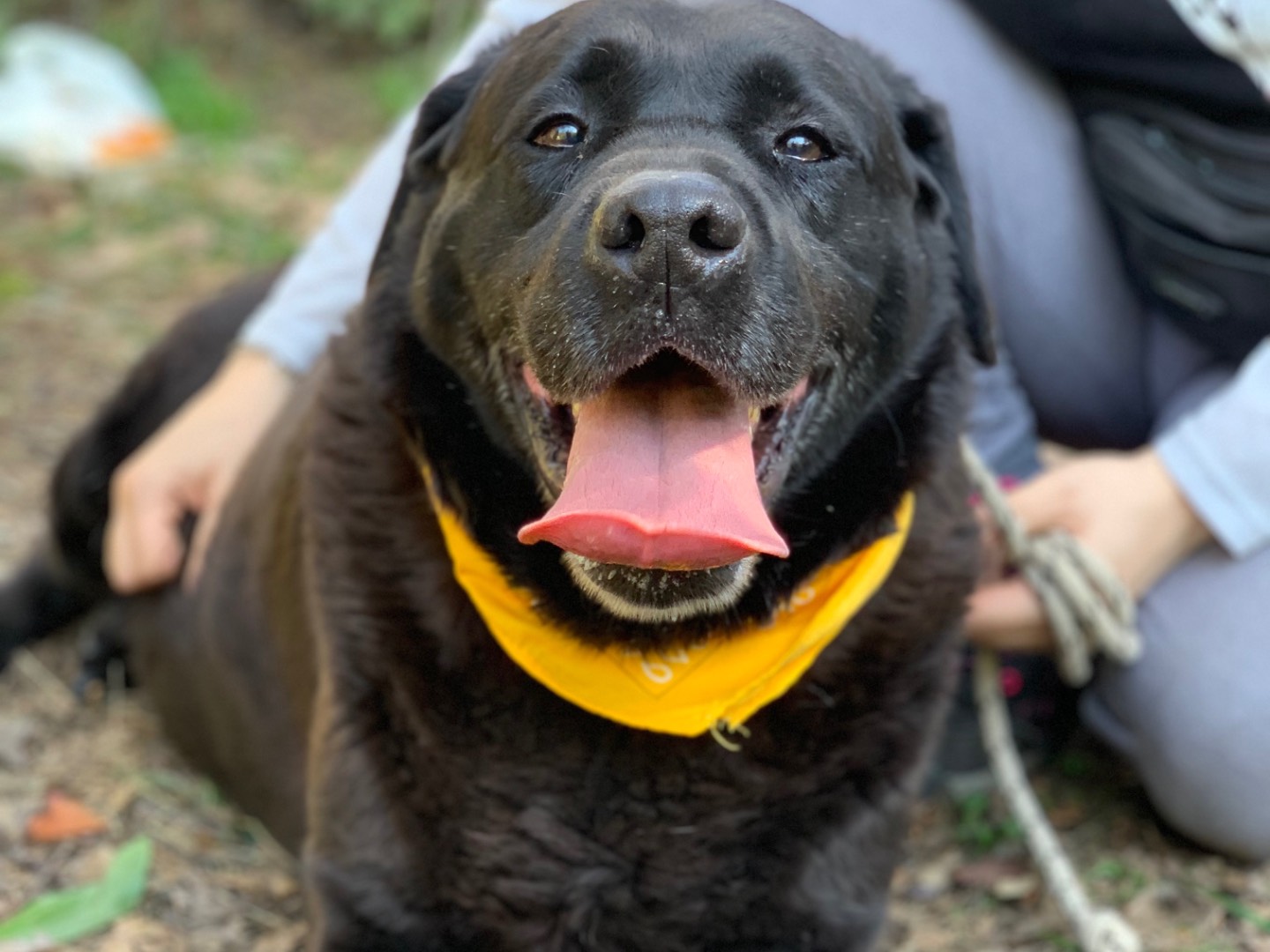 Adozione cane, maschio, Razza sconosciuta Razza sconosciuta, 6 anni e 9 mesi, taglia grande, Latina