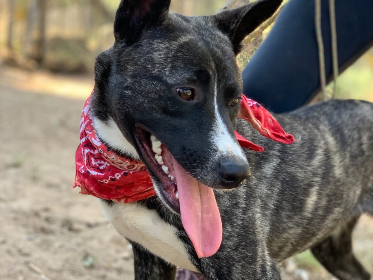 Adotta un cane, femmina, 7 mesi, Latina