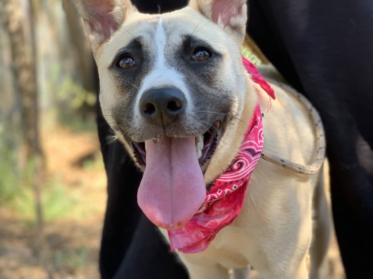 Adozione cane, femmina, Razza sconosciuta Razza sconosciuta, 7 mesi, taglia media contenuta, Latina