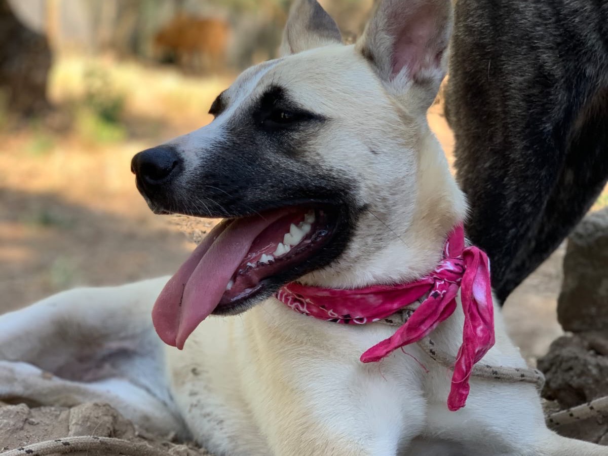 Adotta un cane, femmina, 7 mesi, Latina