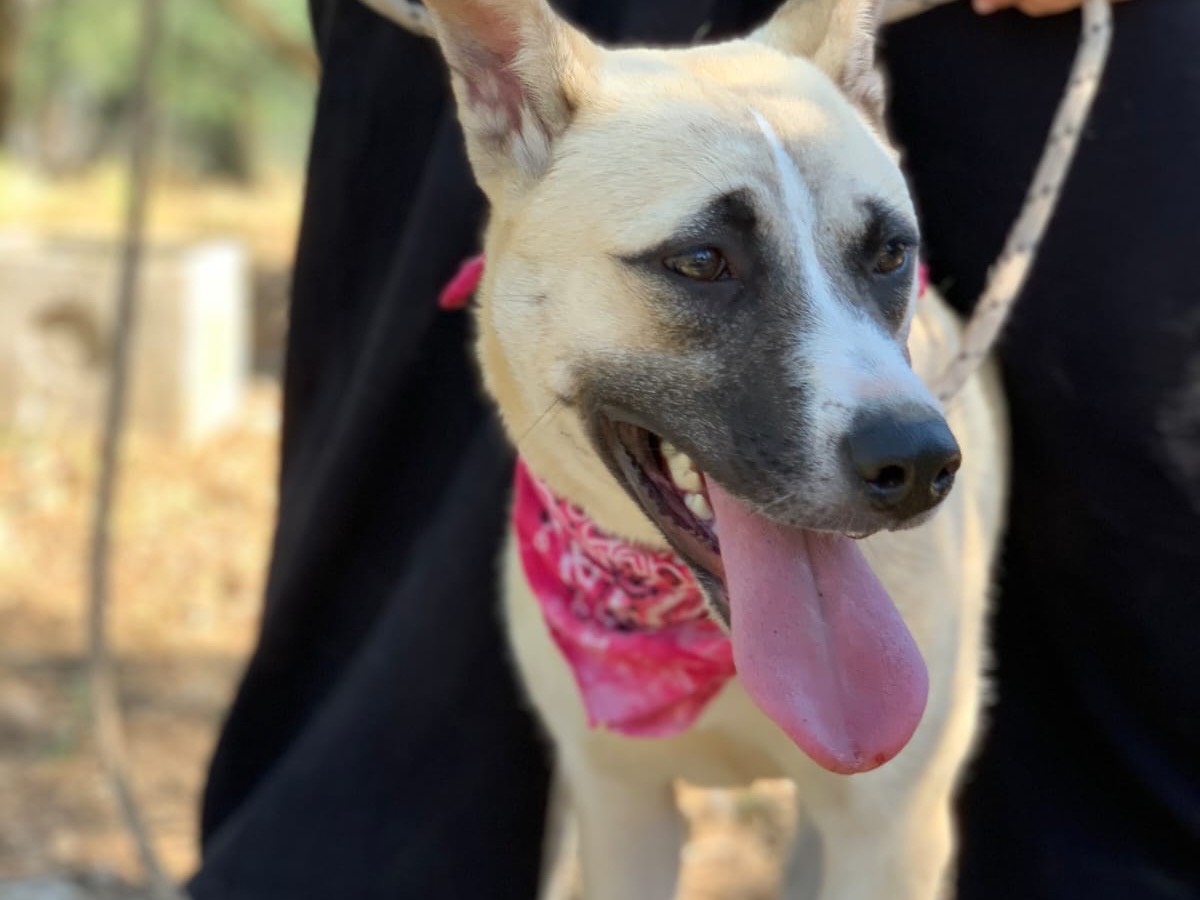 Adotta un cane, taglia media contenuta, femmina, Latina