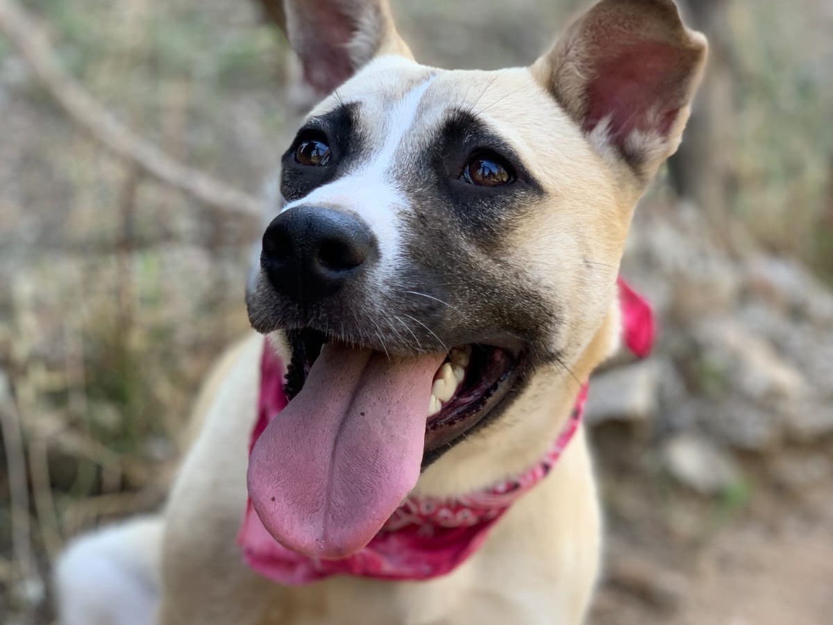 Vuoi adottare un cane a Latina?