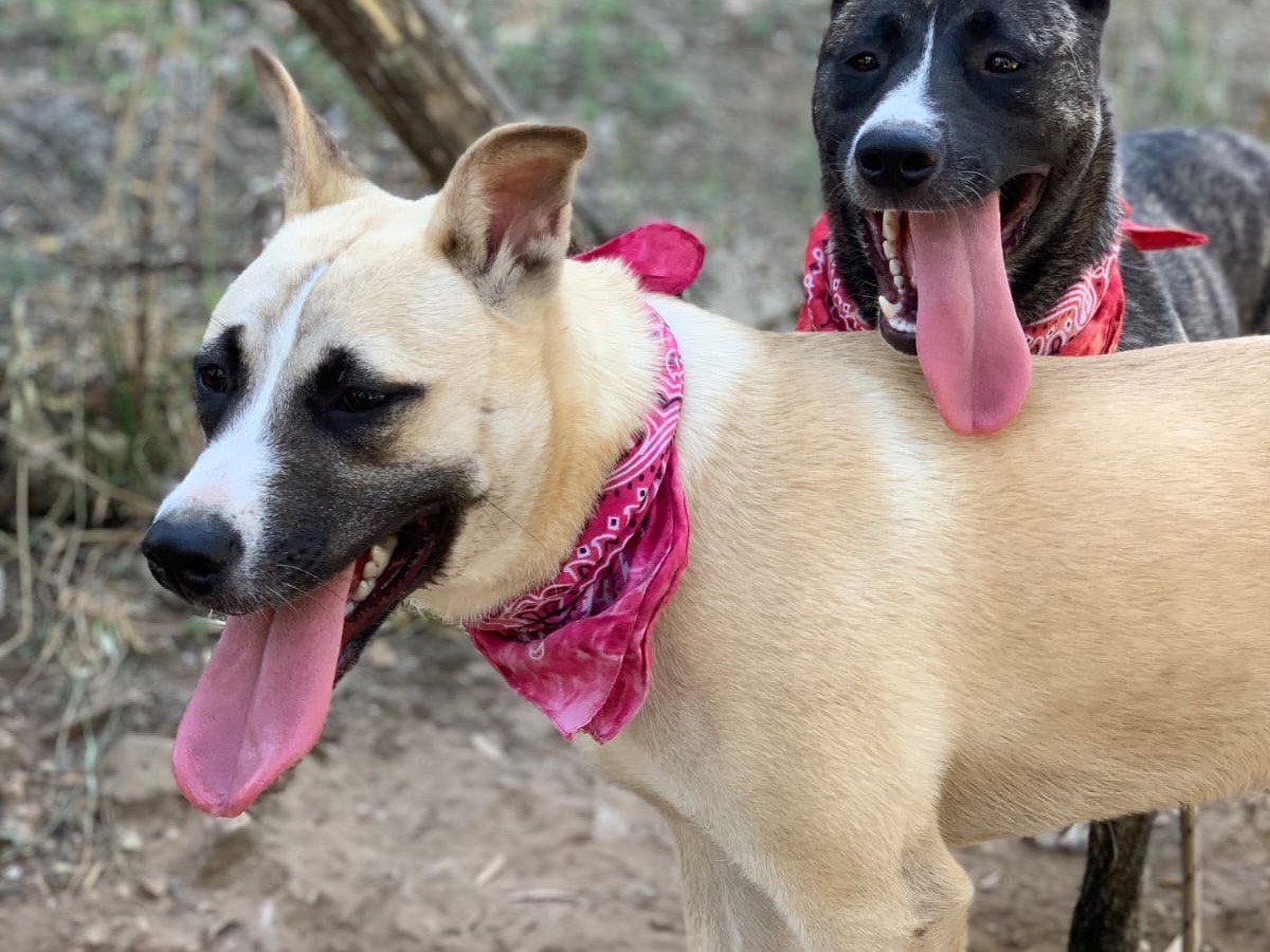 Adotta il cane Louise  a Latina