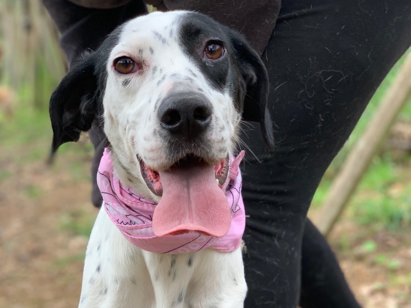 Adotta un cane, femmina, 1 anno e 7 mesi, Latina
