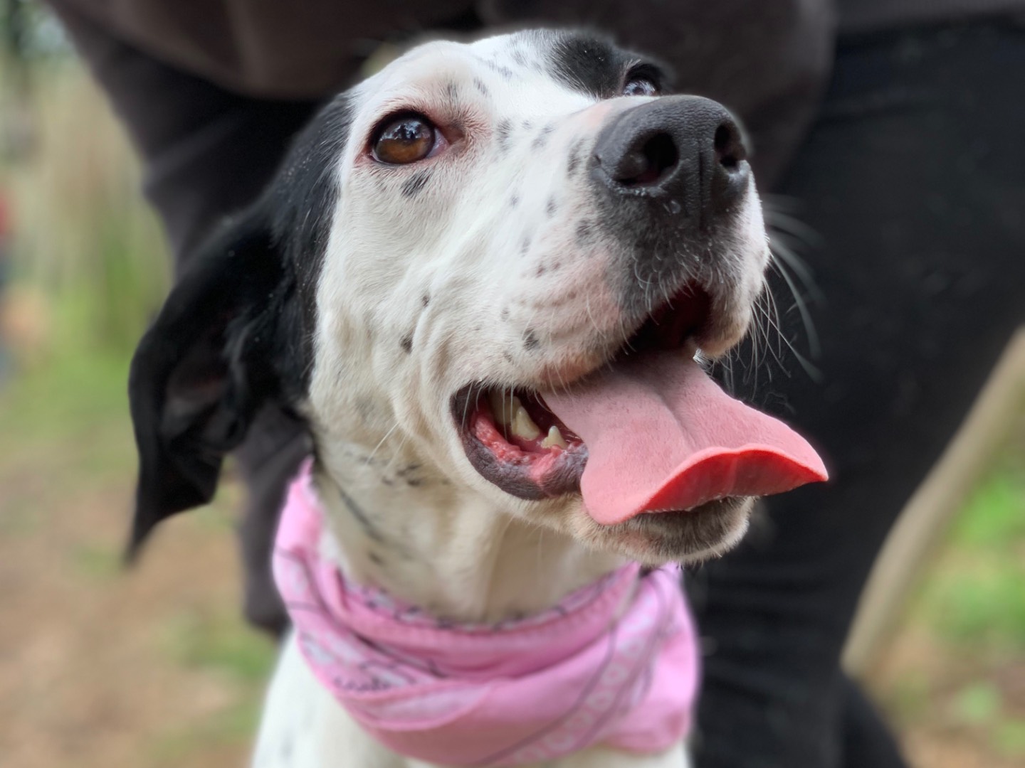Adotta un cane, taglia media, femmina, Latina