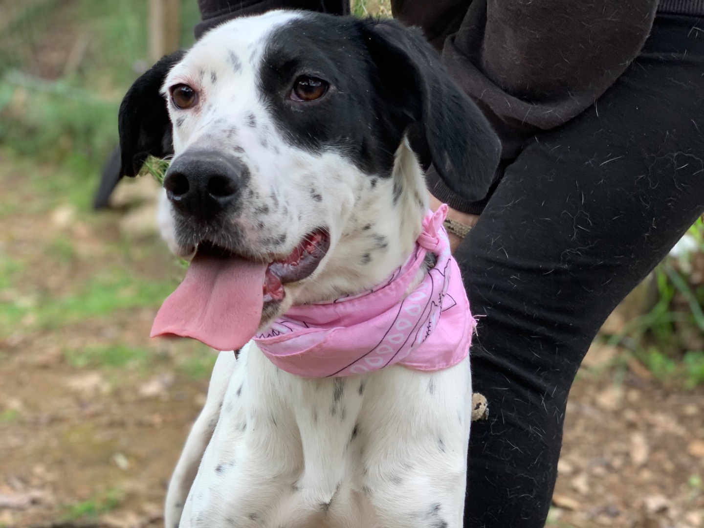 Adotta il cane Barbie  a Latina