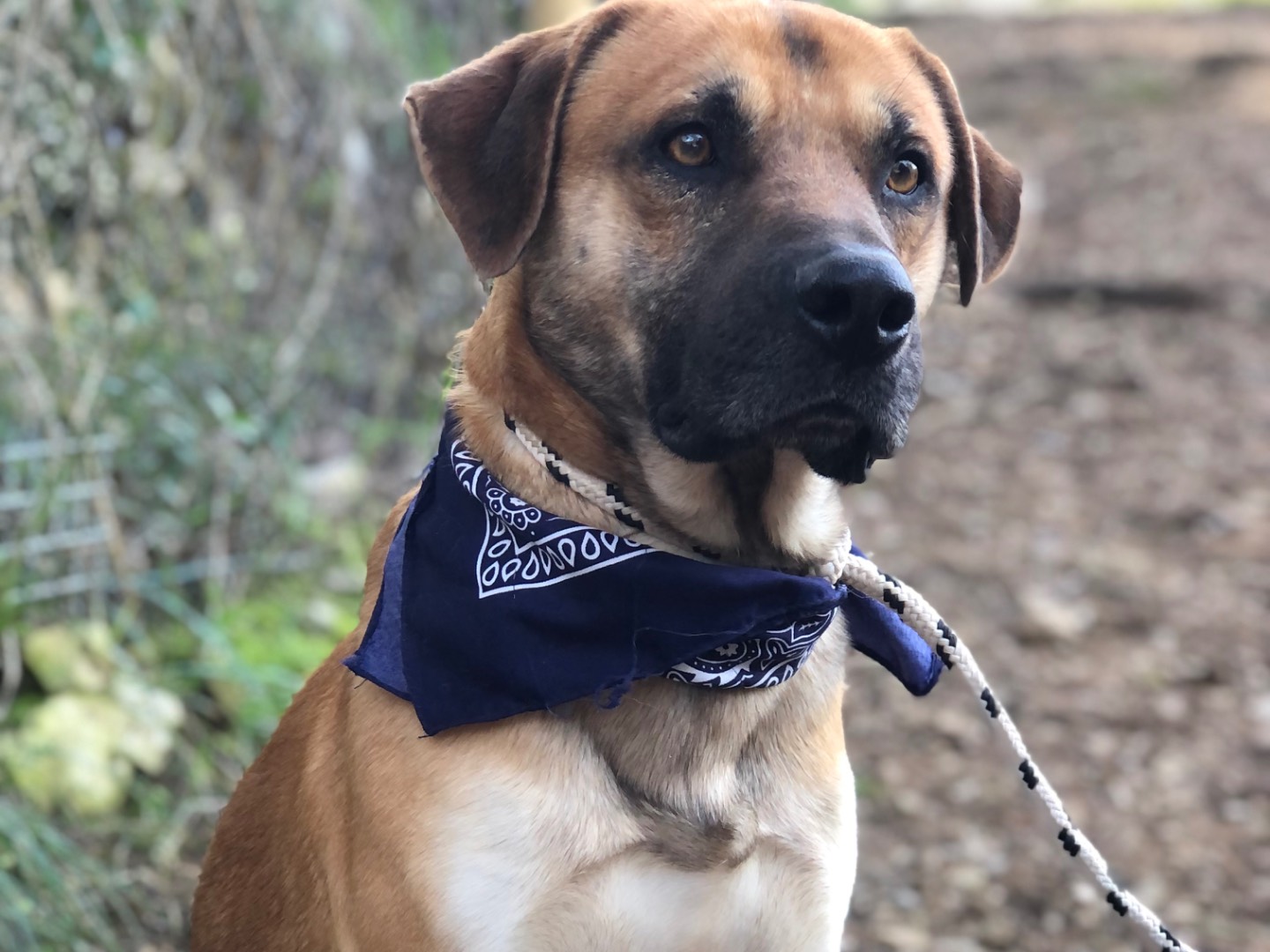 Adozione cane, maschio, Razza sconosciuta Razza sconosciuta, 1 anno, taglia media, Latina