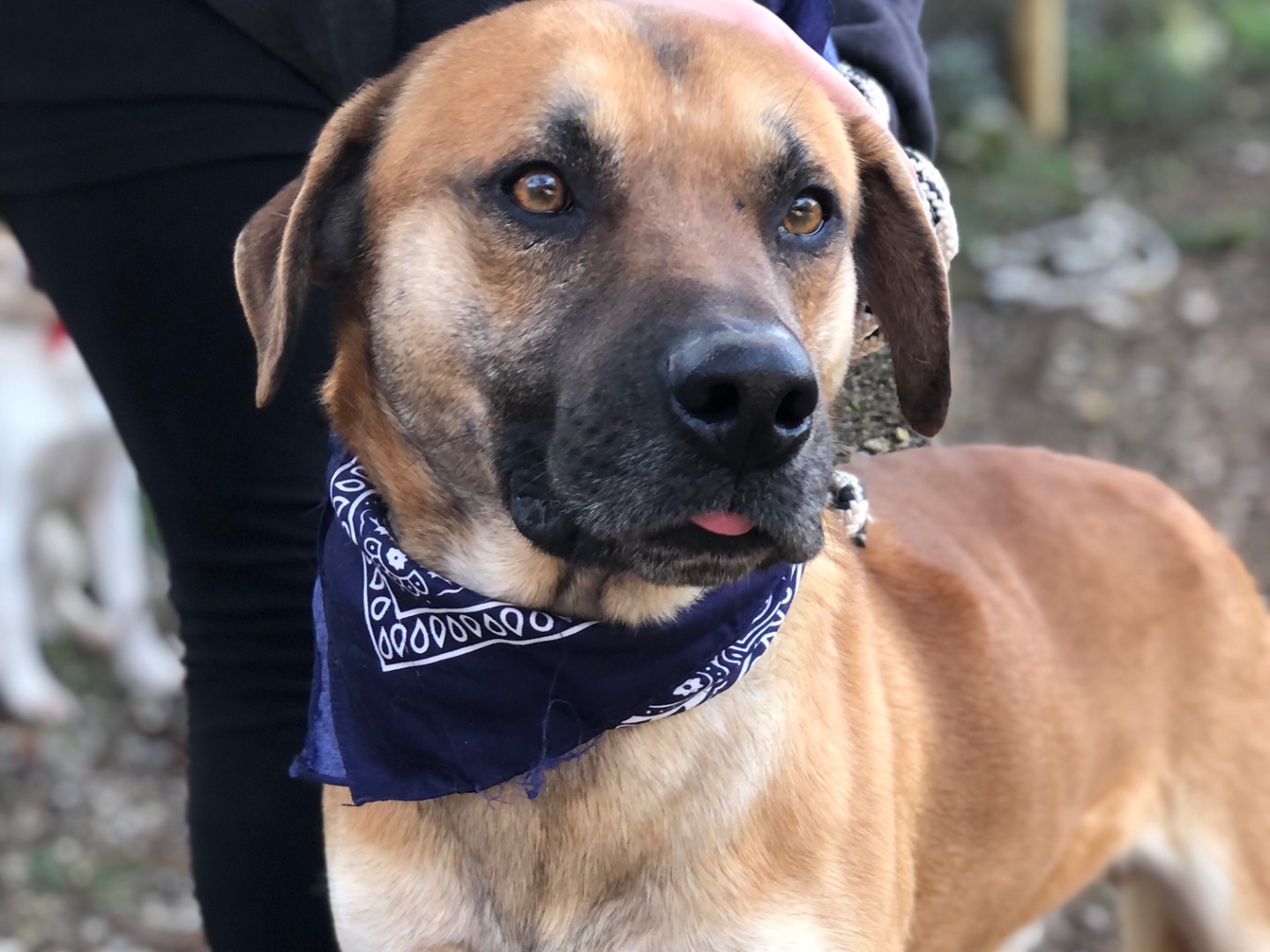 Adotta un cane, maschio, 1 anno, Latina