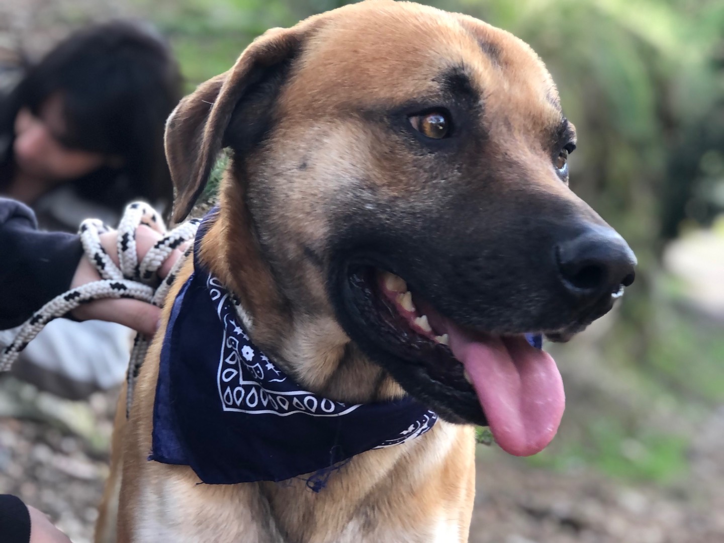 Adotta un cane, taglia media, maschio, Latina