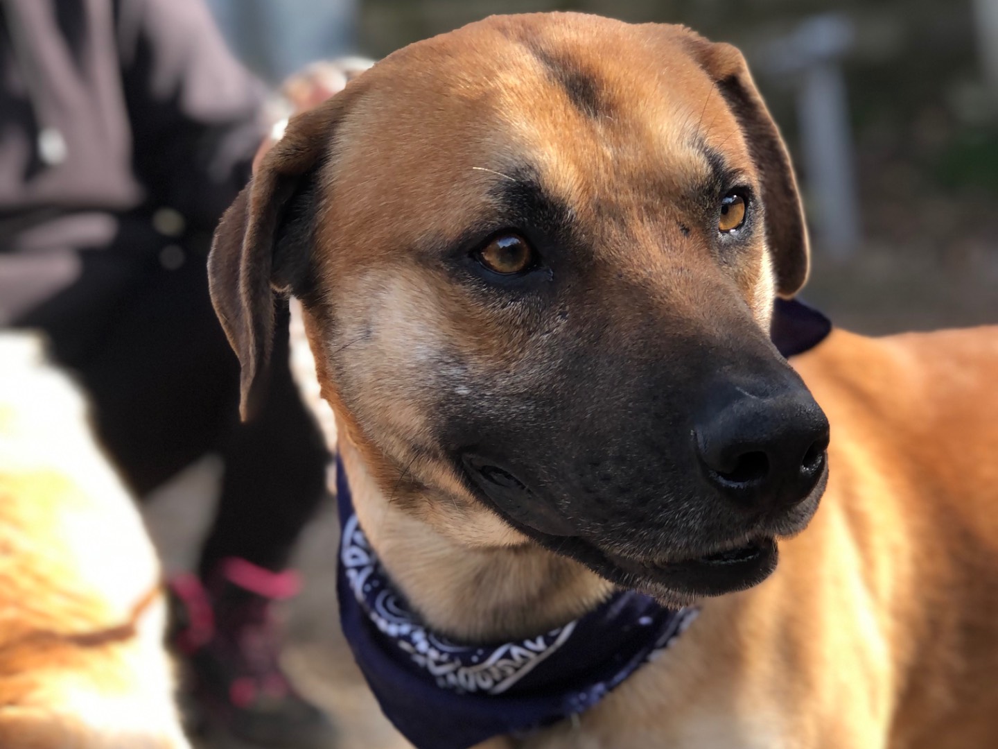 Vuoi adottare un cane a Latina?