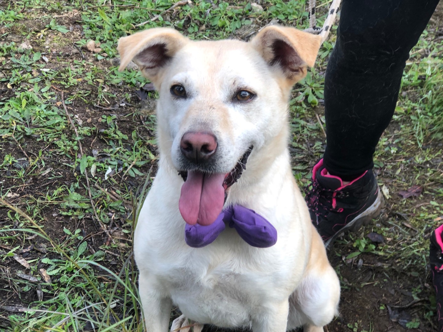 Adotta un cane, taglia media, femmina, Latina
