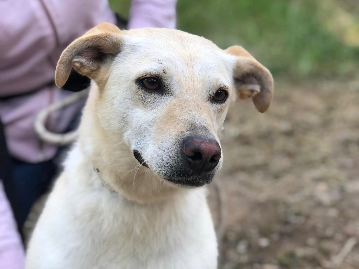 Vuoi adottare un cane a Latina?