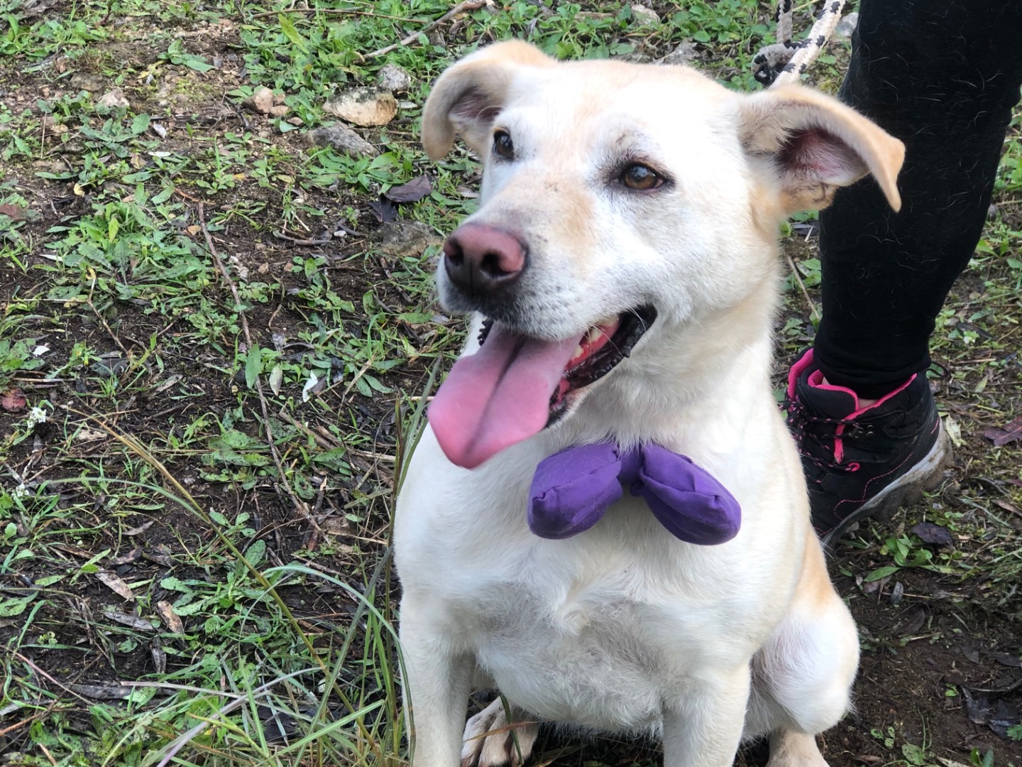 Adotta il cane Bella a Latina