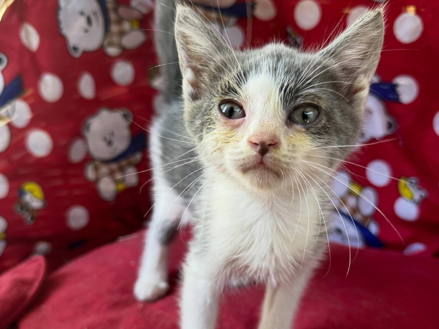 Adozione gatto, maschio, Razza sconosciuta Razza sconosciuta, 2 mesi, taglia non valida, Roma