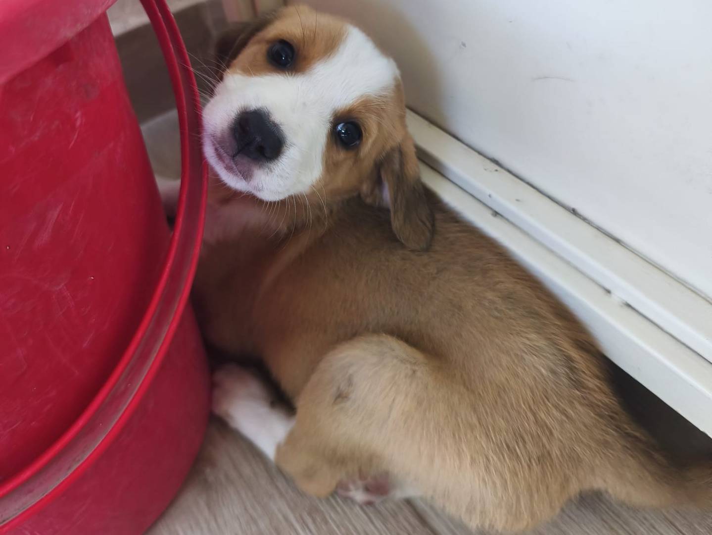 Adozione cane, femmina, Jack Russell Terrier Segugio, 1 mese, taglia media contenuta, Caserta