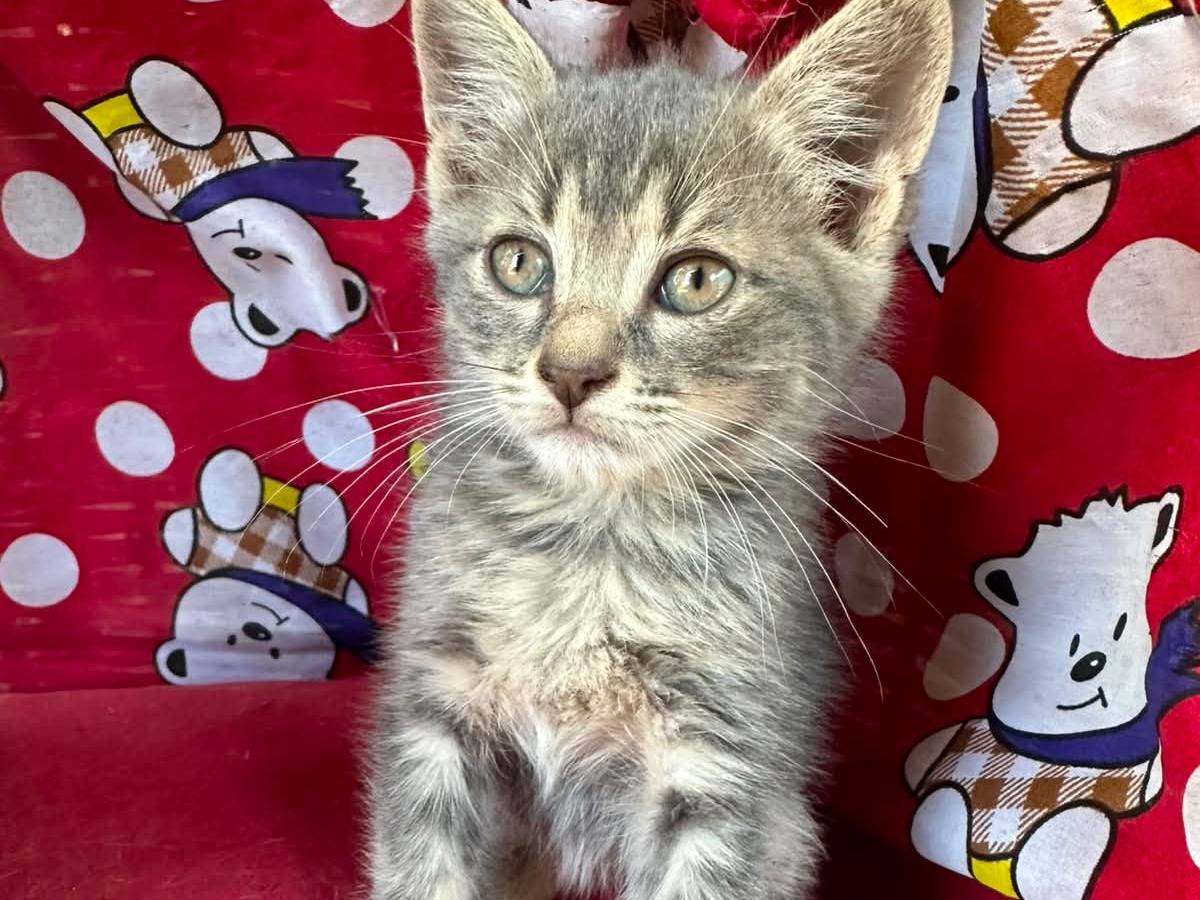 Adozione gatto, maschio, Razza sconosciuta Razza sconosciuta, 2 mesi, taglia non valida, Roma