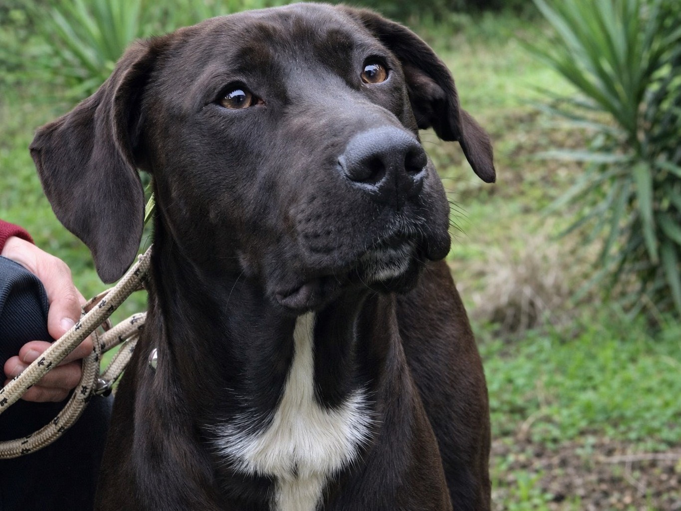 Adozione cane, maschio, Razza sconosciuta Razza sconosciuta, 2 anni e 10 mesi, taglia media, Latina