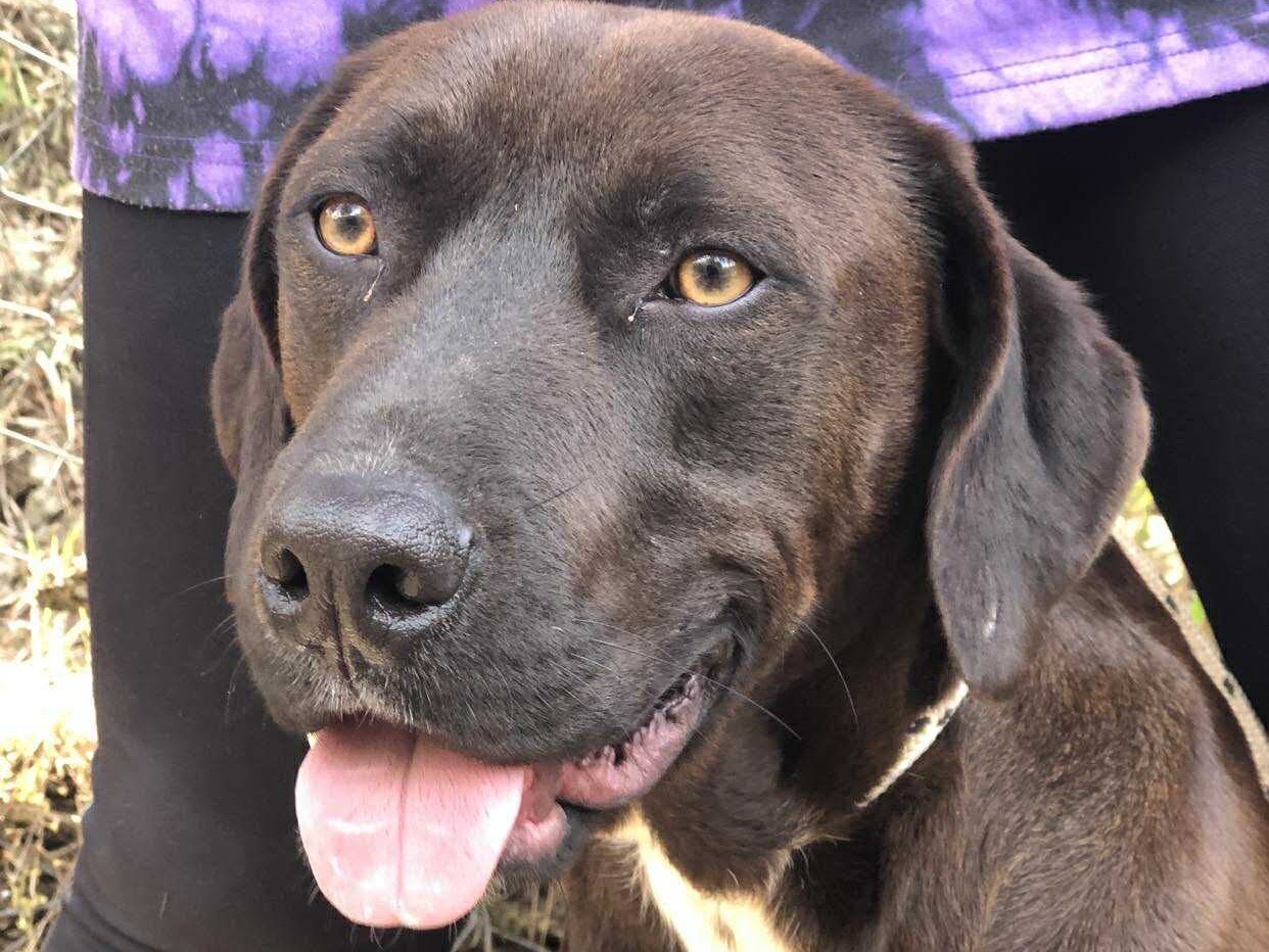 Adotta un cane, taglia media, maschio, Latina