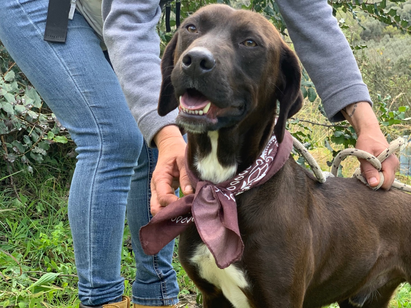 Vuoi adottare un cane a Latina?