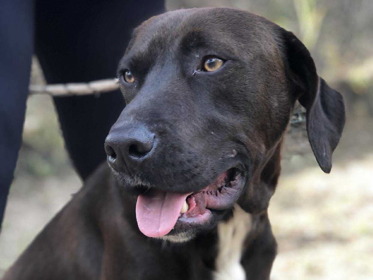 Adotta il cane Candy a Latina