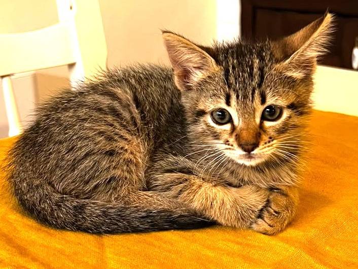 Adozione gatto, femmina, Razza sconosciuta Razza sconosciuta, 2 mesi, taglia non valida, Trapani