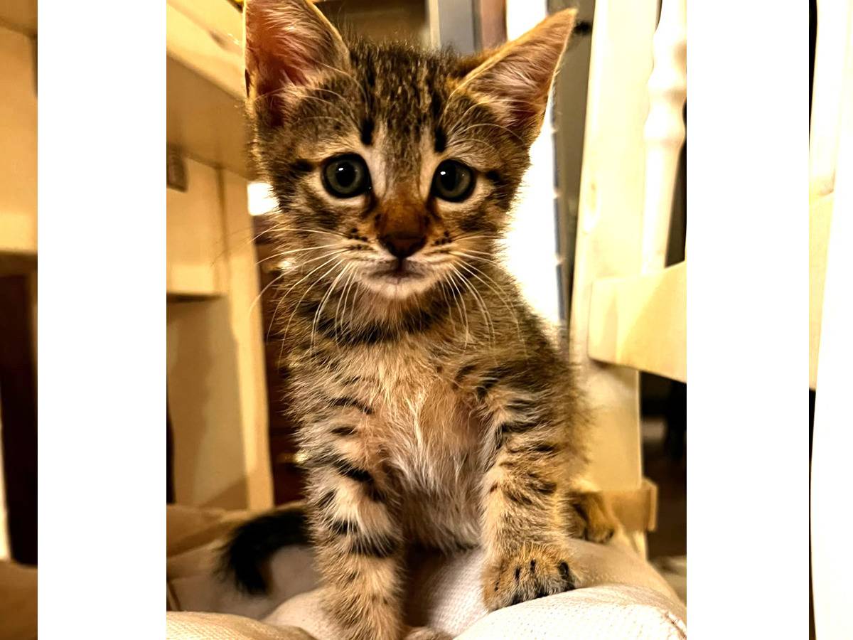 Adotta un gatto, femmina, 2 mesi, Trapani