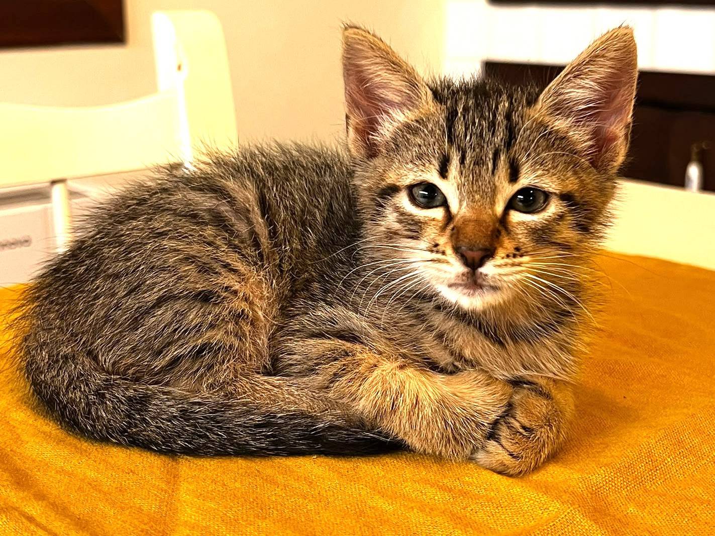 Adotta un gatto, taglia non valida, femmina, Trapani