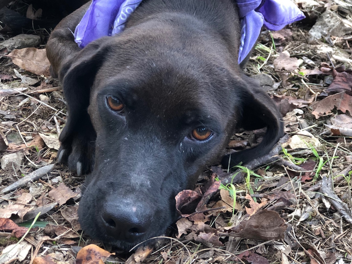 Adozione cane, femmina, Razza sconosciuta Razza sconosciuta, 3 anni, taglia media, Latina
