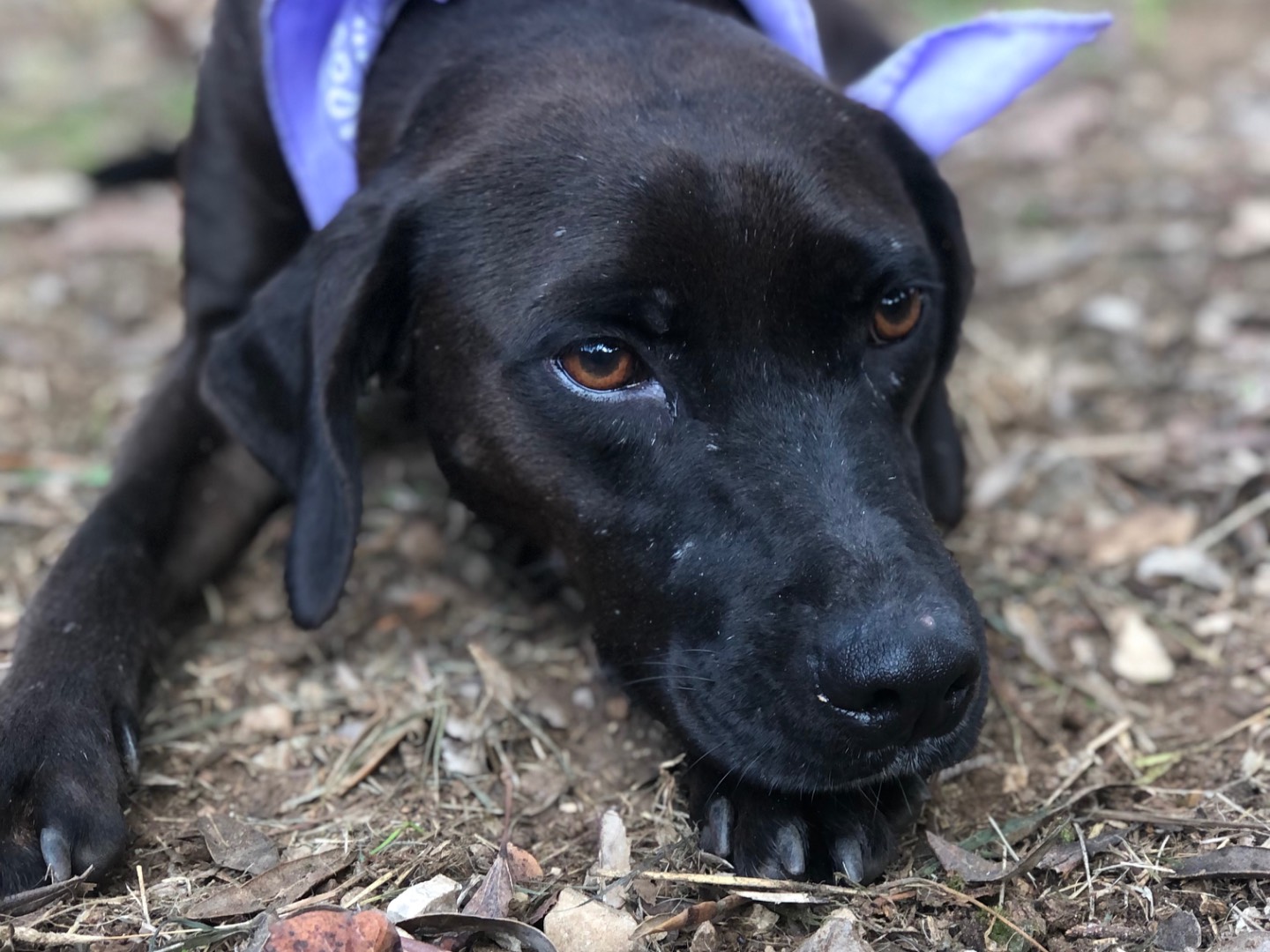 Adotta un cane, femmina, 3 anni, Latina