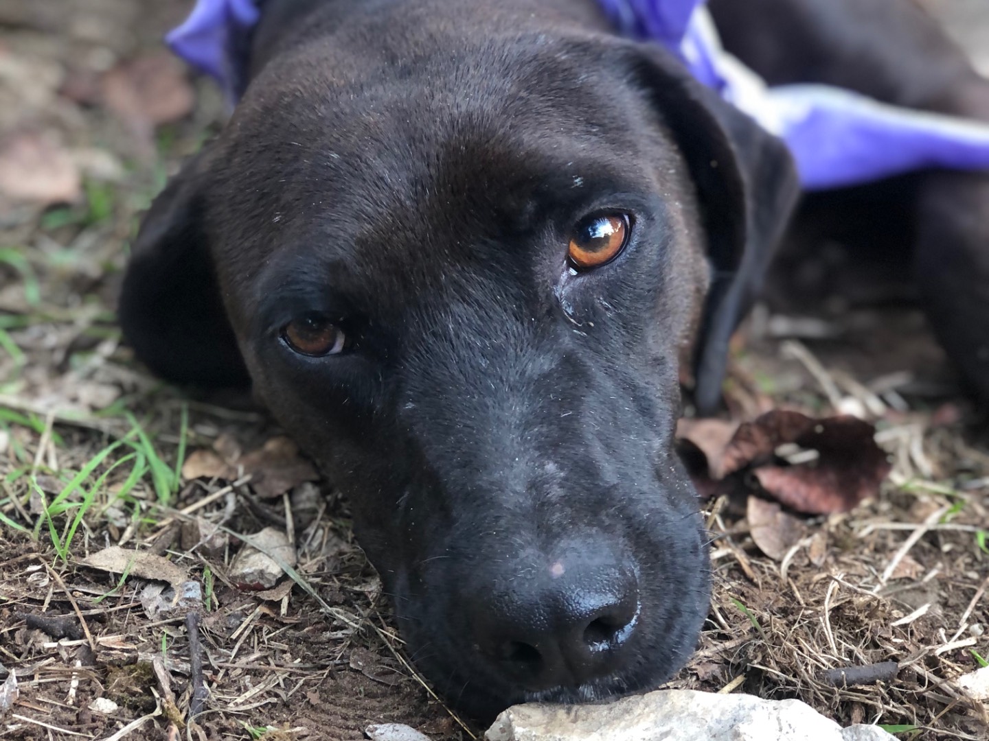 Adotta il cane Camomilla  a Latina