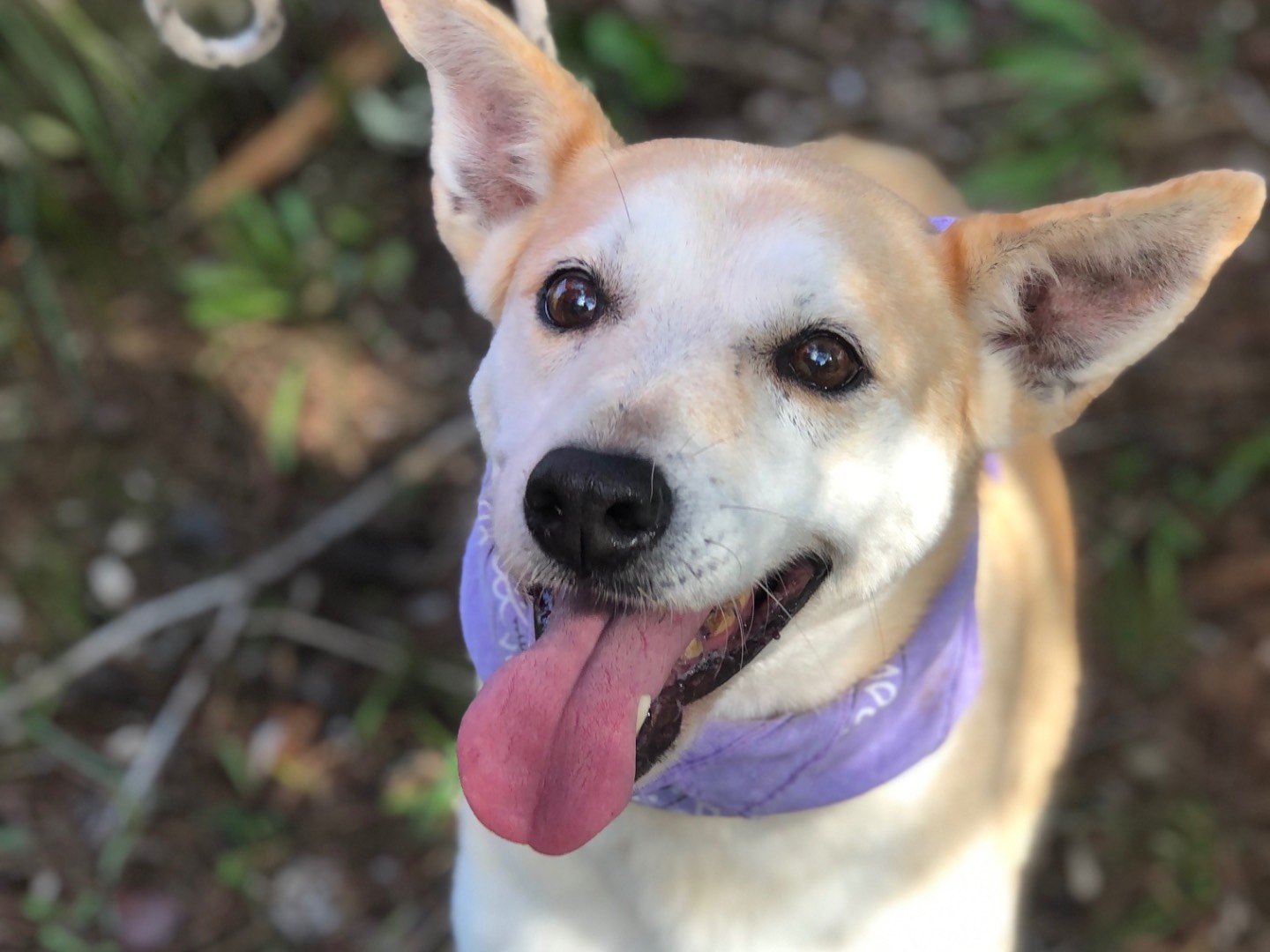 Adozione cane, femmina, Razza sconosciuta Razza sconosciuta, 10 anni e 10 mesi, taglia media, Latina