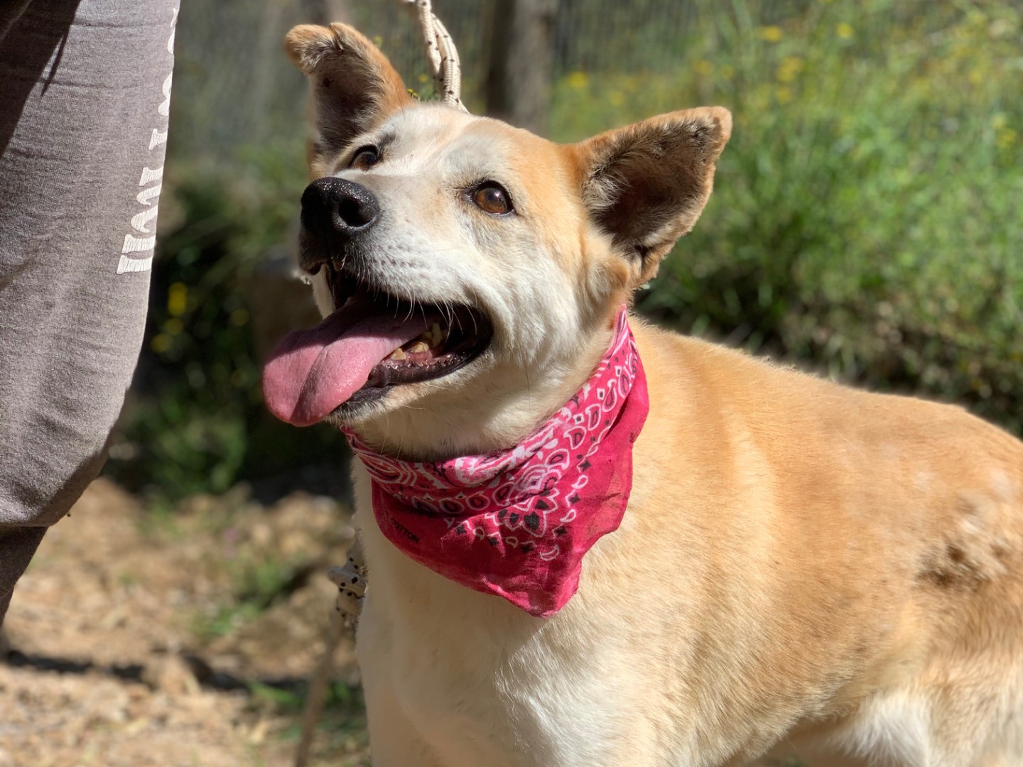 Adotta un cane, femmina, 10 anni e 10 mesi, Latina