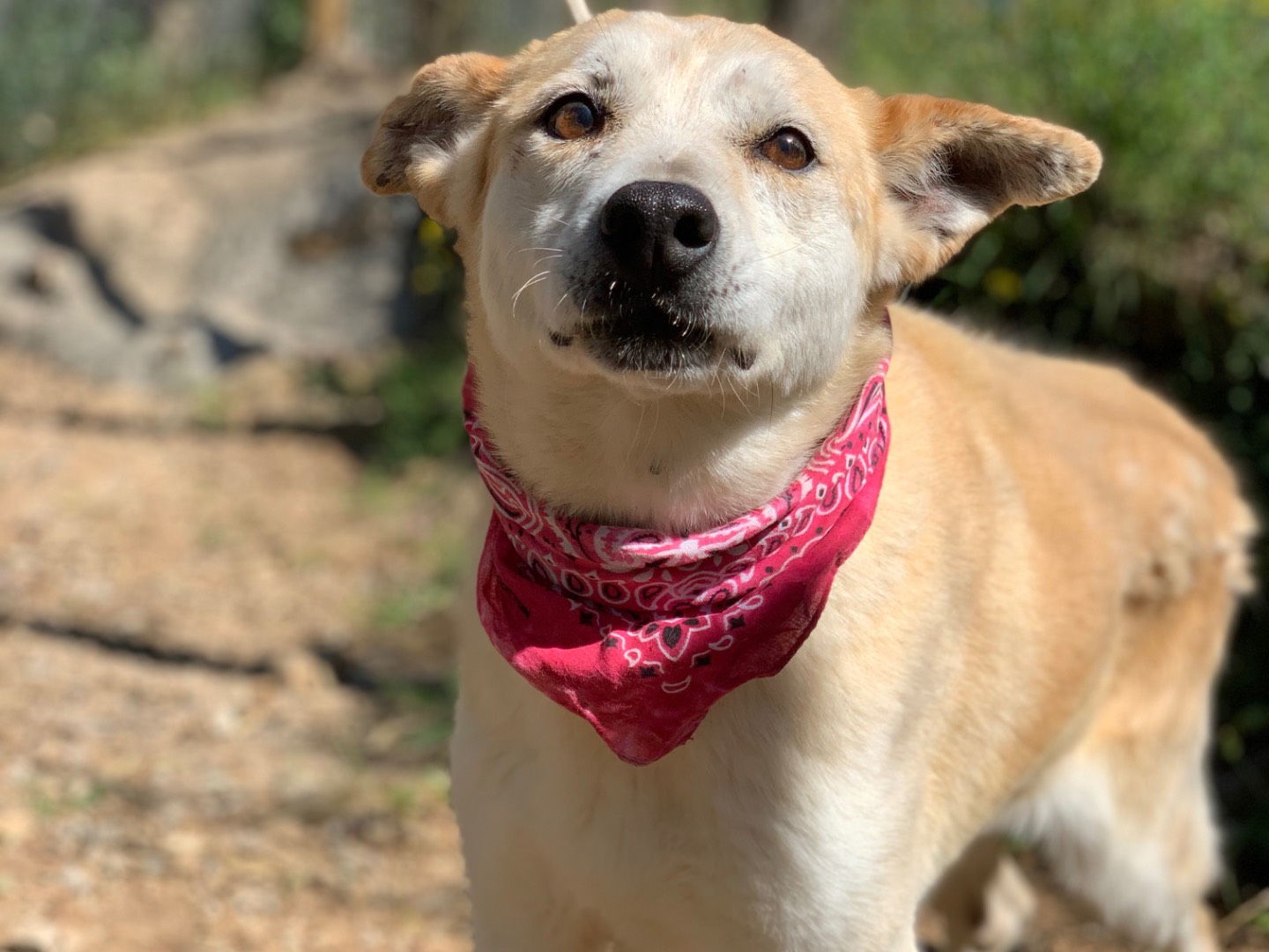 Adotta un cane, taglia media, femmina, Latina