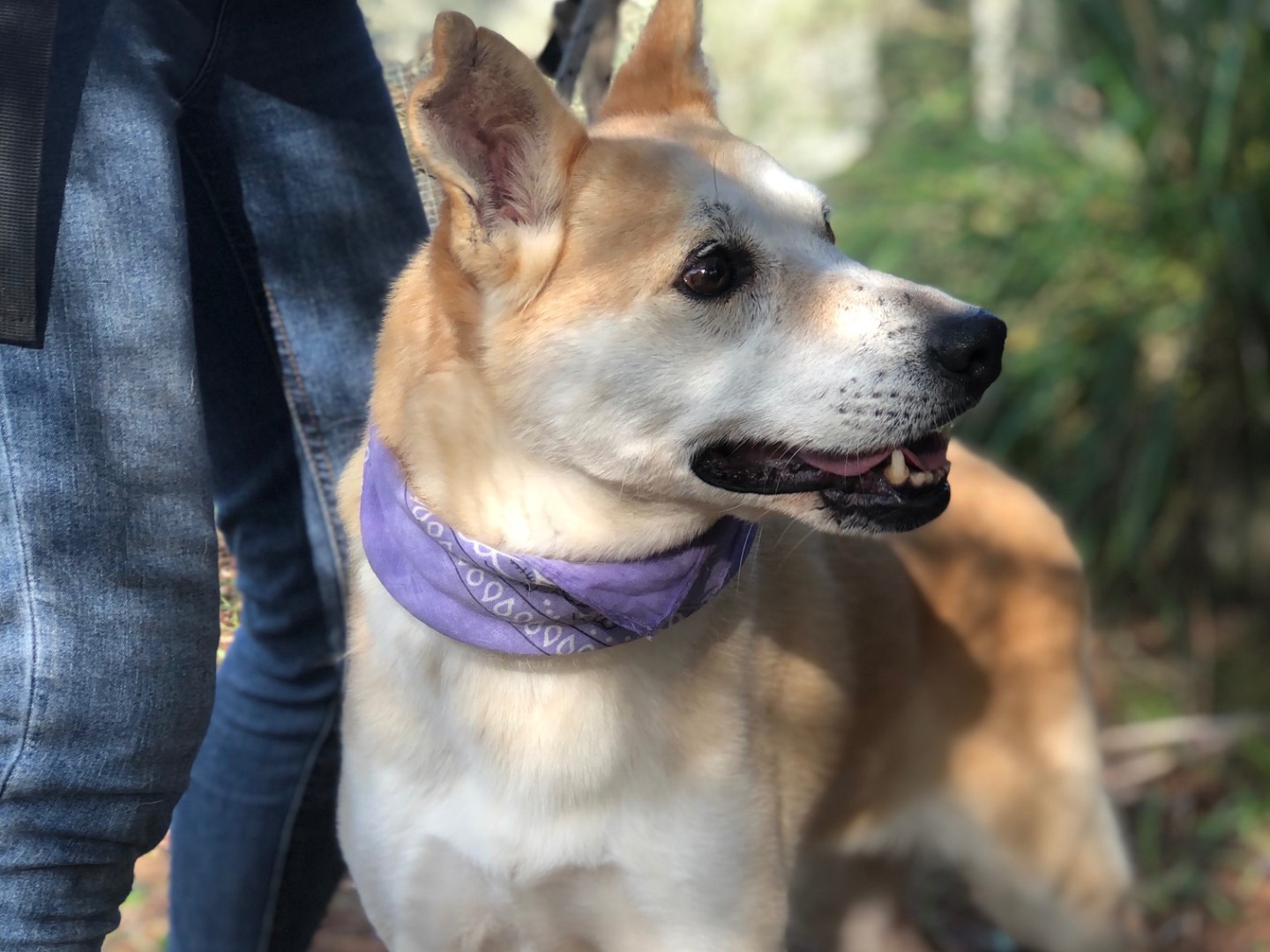 Adotta il cane Candy a Latina