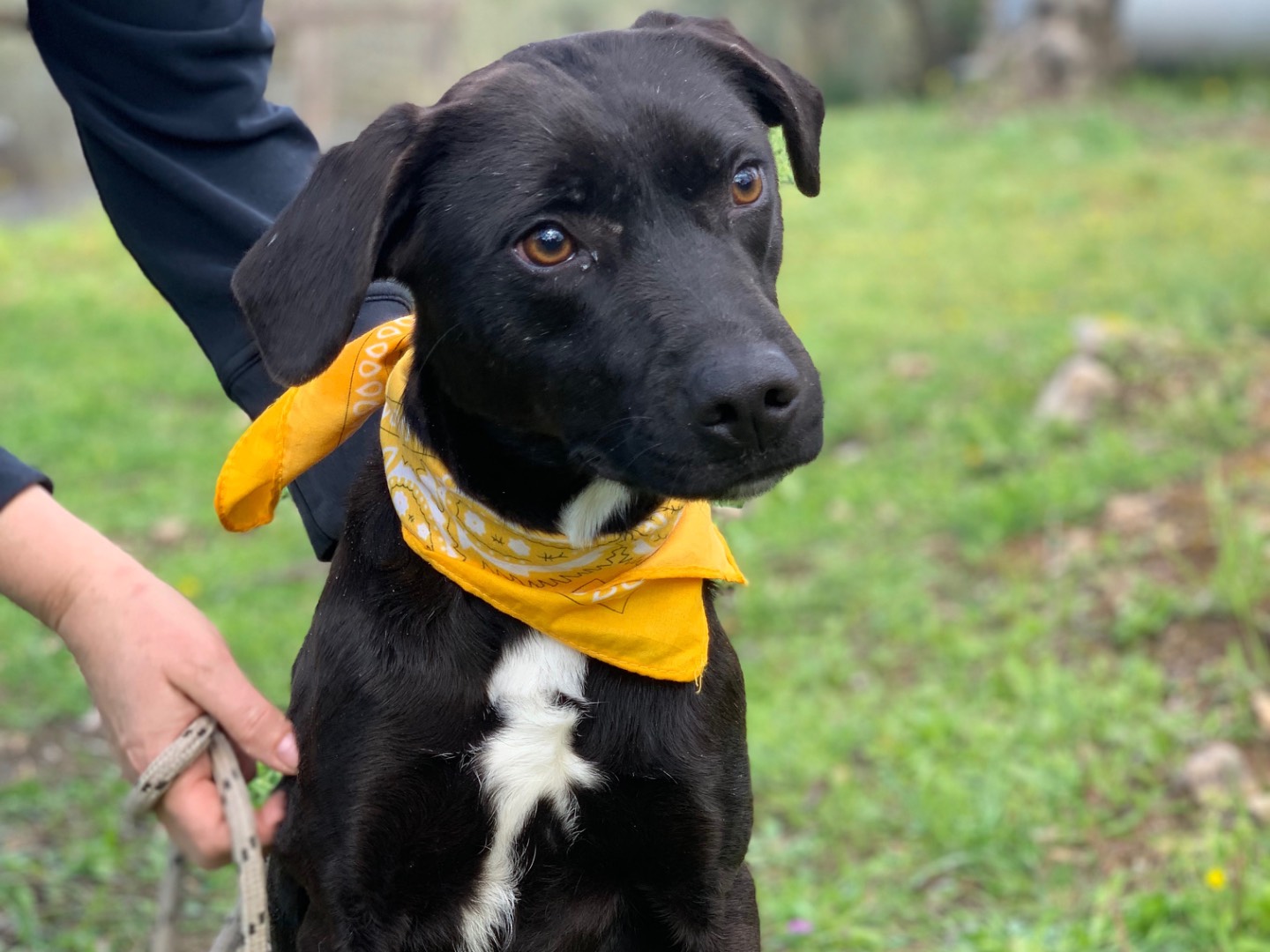 Adozione cane, femmina, Razza sconosciuta Razza sconosciuta, 2 anni e 10 mesi, taglia media, Latina