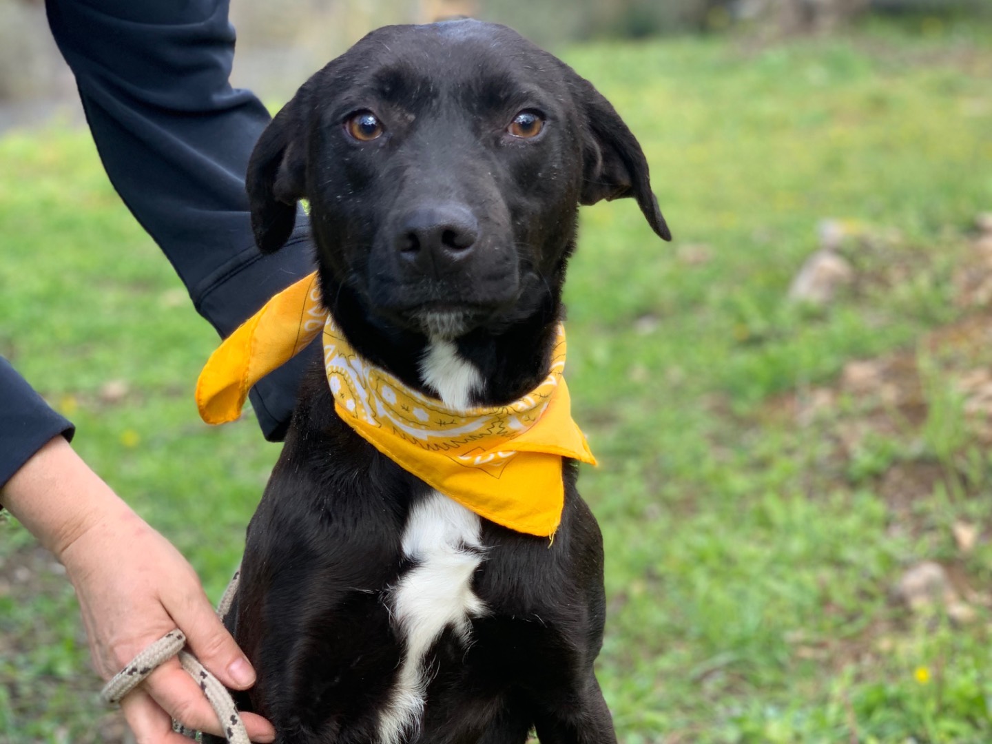 Adotta un cane, femmina, 2 anni e 10 mesi, Latina