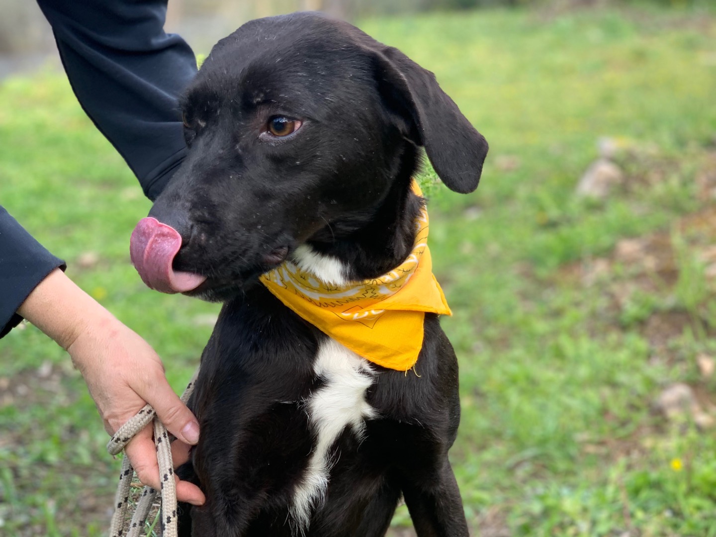 Adotta il cane Cannella a Latina