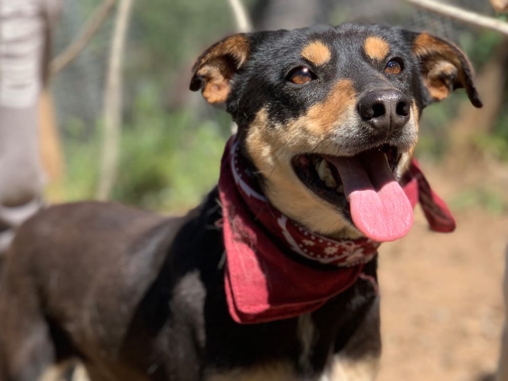 Adotta un cane, taglia media contenuta, maschio, Latina