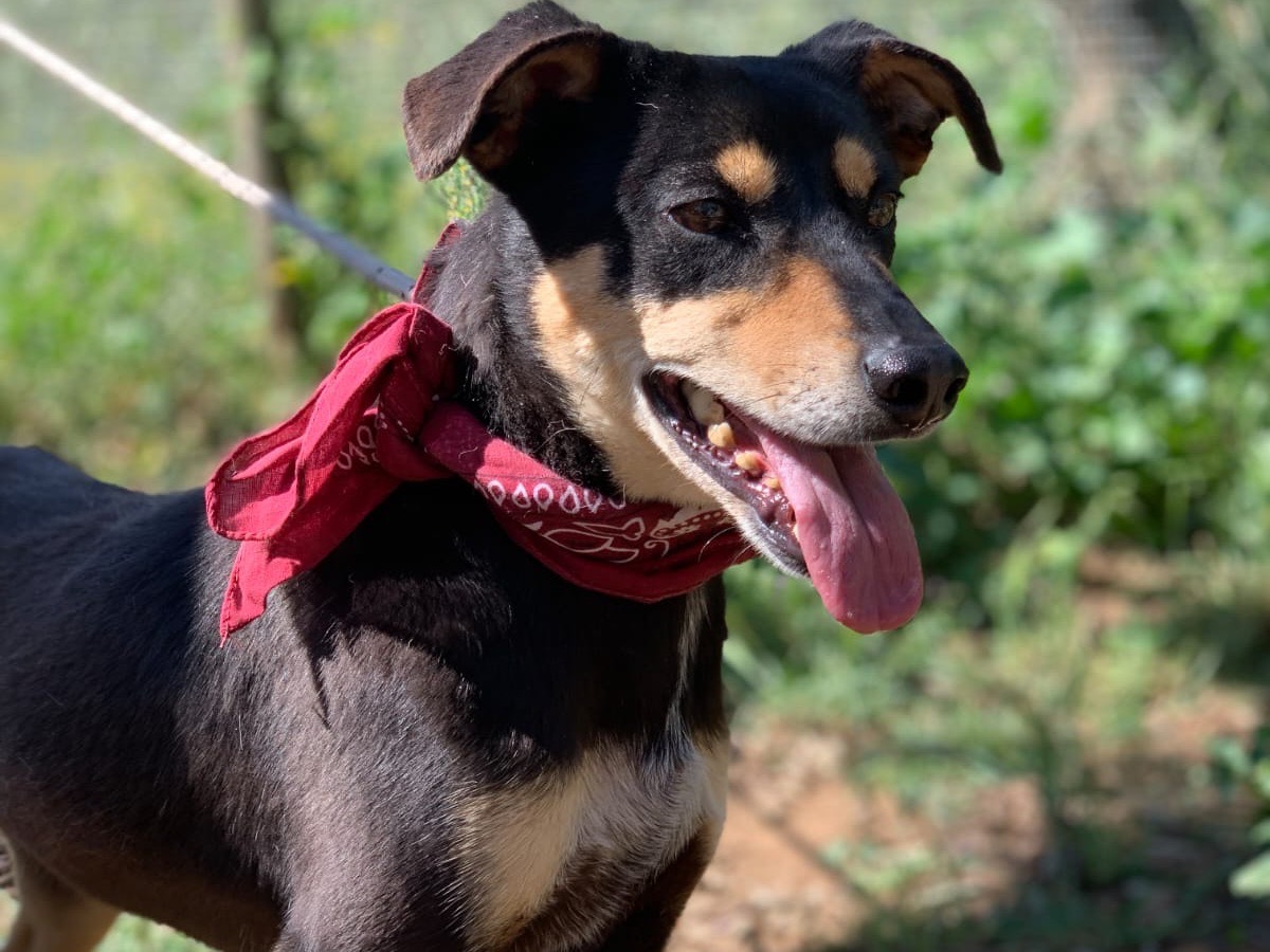 Vuoi adottare un cane a Latina?