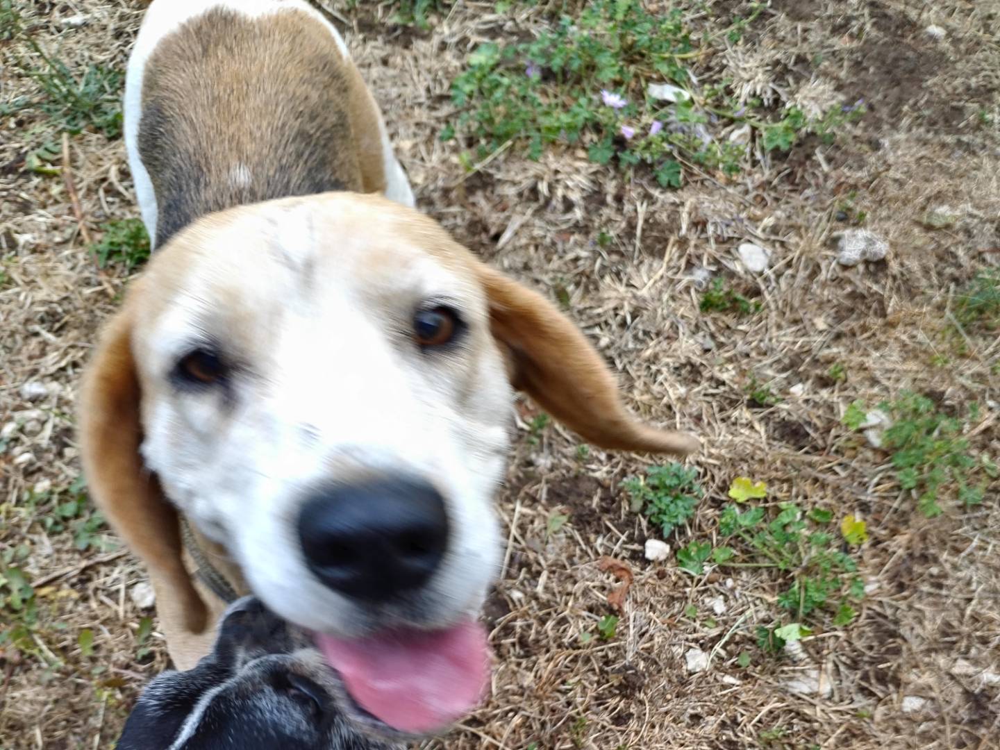 Adotta un cane, taglia media contenuta, femmina, Como
