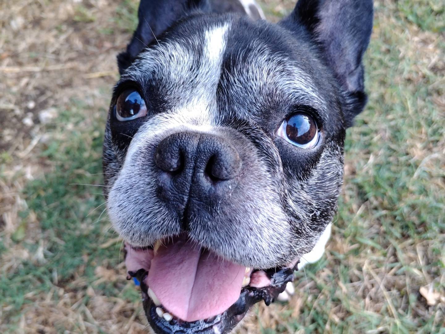 Adozione cane, maschio, Bulldog francese Razza sconosciuta, 6 anni e 4 mesi, taglia media contenuta, Viterbo