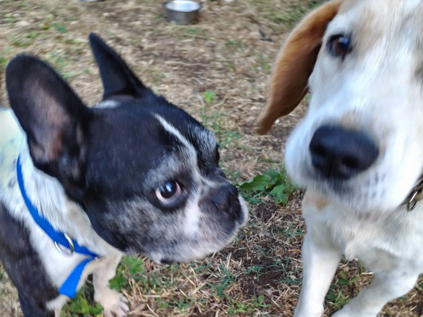 Adotta un cane, maschio, 6 anni e 4 mesi, Viterbo