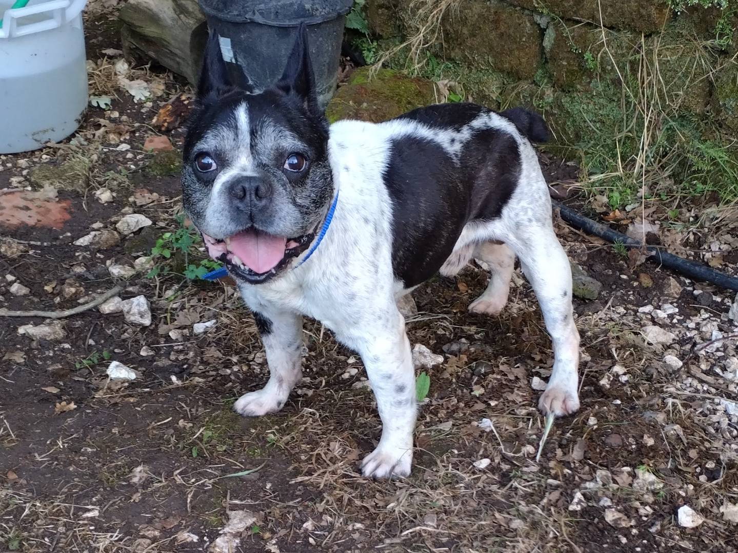 Adotta un cane, taglia media contenuta, maschio, Viterbo