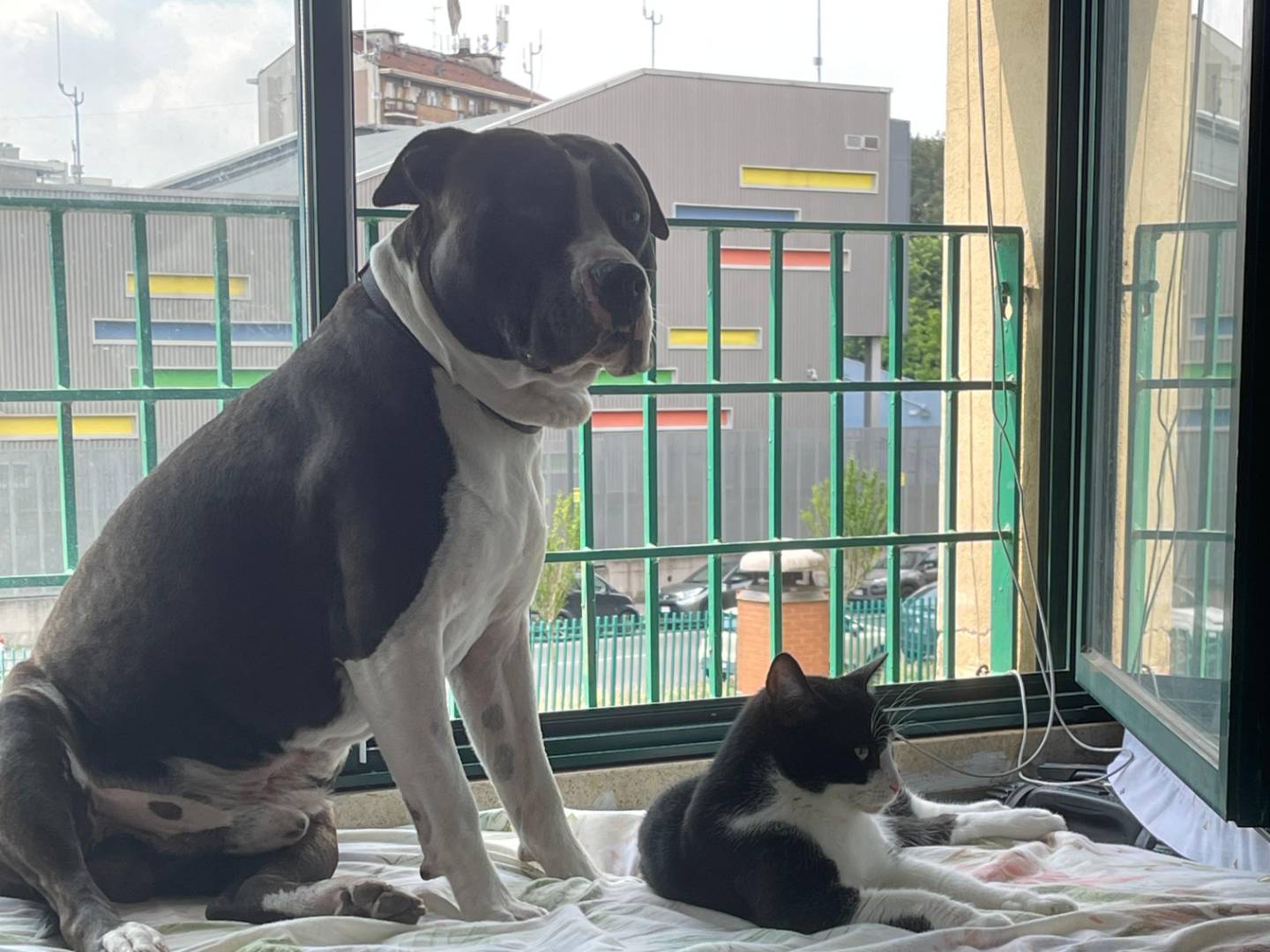 Adozione cane, maschio, Razza sconosciuta Razza sconosciuta, 4 anni, taglia media, Milano